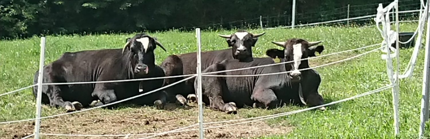Dox Wagyu Beef